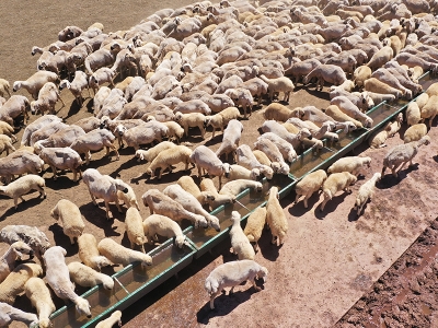 Meralar ıslahla daha verimli hale geliyor