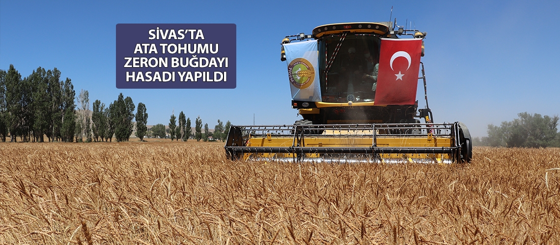 Sivas’ta ata tohumu Zeron buğdayı hasadı yapıldı