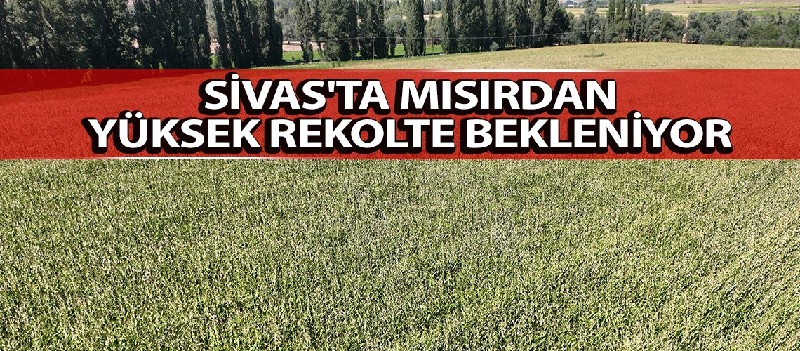 Sivas'ta mısırdan yüksek rekolte bekleniyor