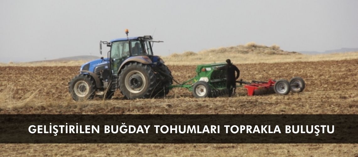 Geliştirilen buğday tohumları toprakla buluştu