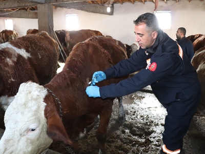 Sivas’ta aşılama çalışması sürüyor