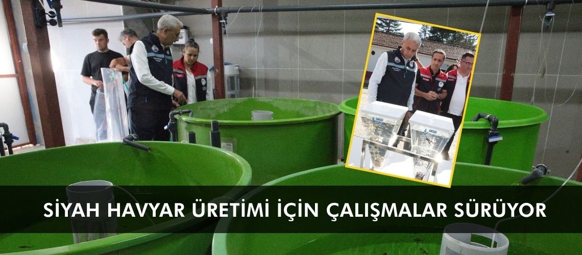 Siyah havyar üretimi için çalışmalar sürüyor