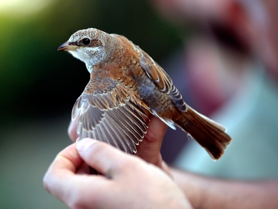 Göç telaşındaki kuşların istikameti İskandinavya