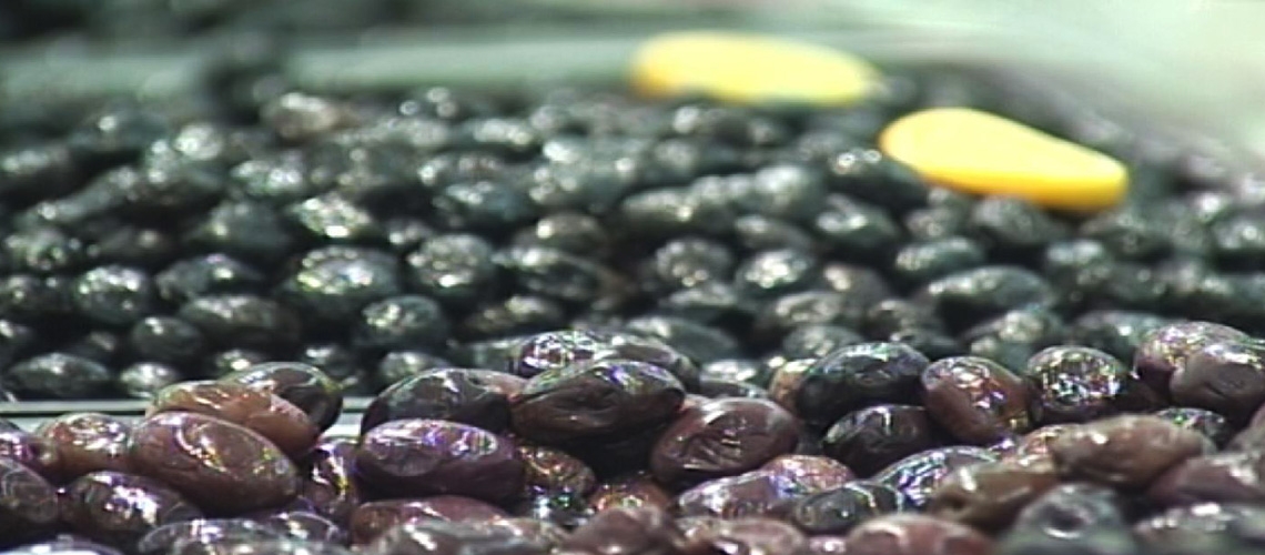 Sofralık Zeytin Üretimi