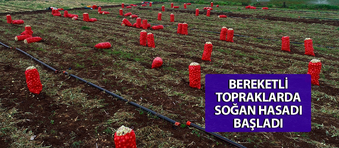 Bereketli topraklarda soğan hasadı başladı