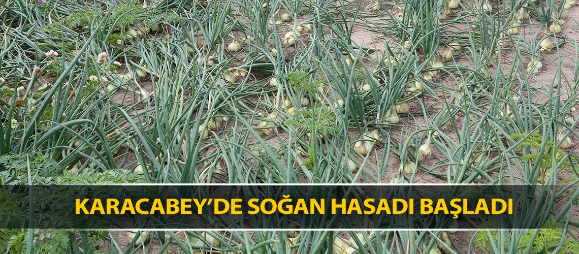 Karacabey’de soğan hasadı başladı