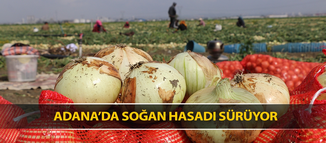 Adana’da soğan hasadı sürüyor