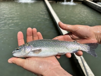Isparta Türk somonu üretiyor, yurt dışına gönderiyor