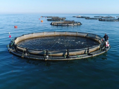 Somonda ithalat yüzde 50 azalacak