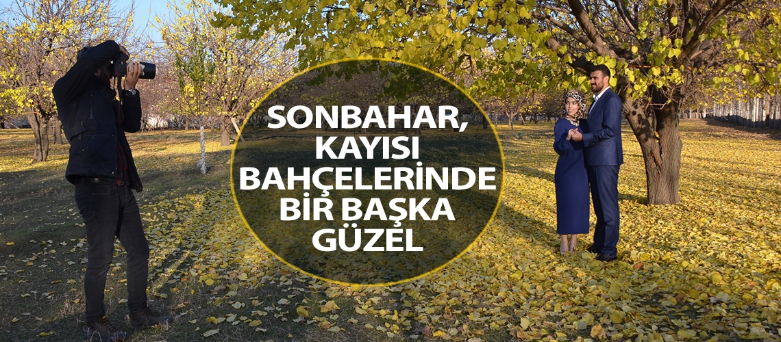 Sonbahar kayısı bahçelerinde bir başka güzel