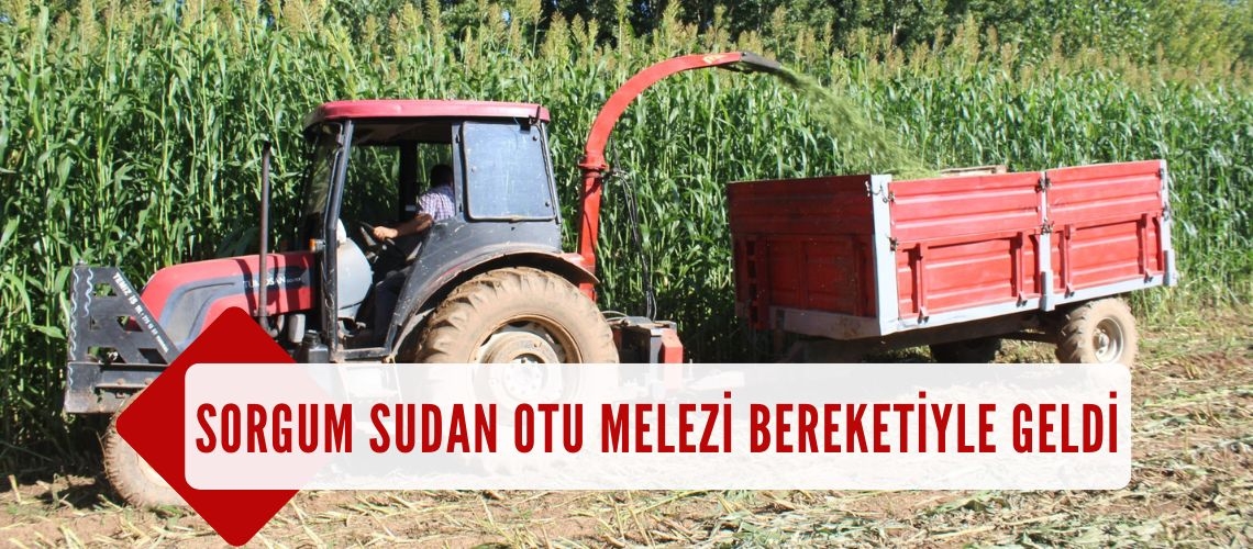 Sorgum sudan otu melezi bereketiyle geldi
