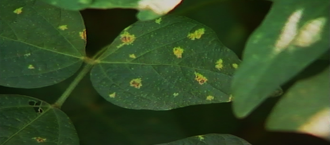 Soya-Yerfıstığı Hastalık ve Zararlıları