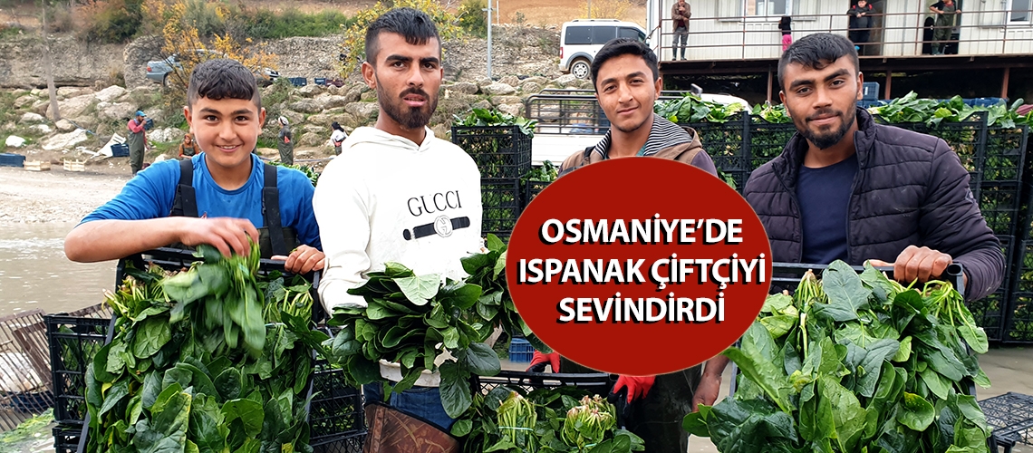 Osmaniye’de ıspanak çiftçiyi sevindirdi