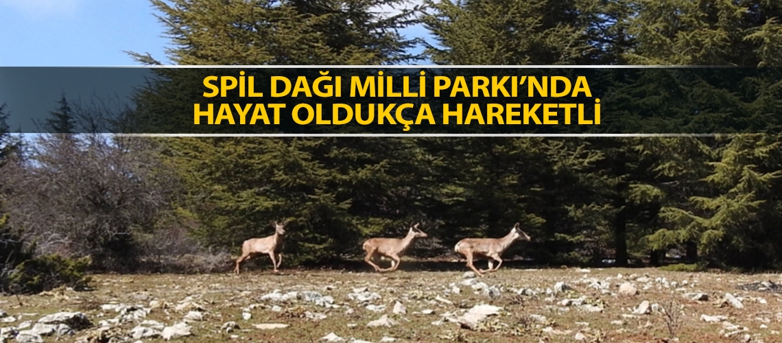 Spil Dağı Milli Parkı’nda hayat oldukça hareketli