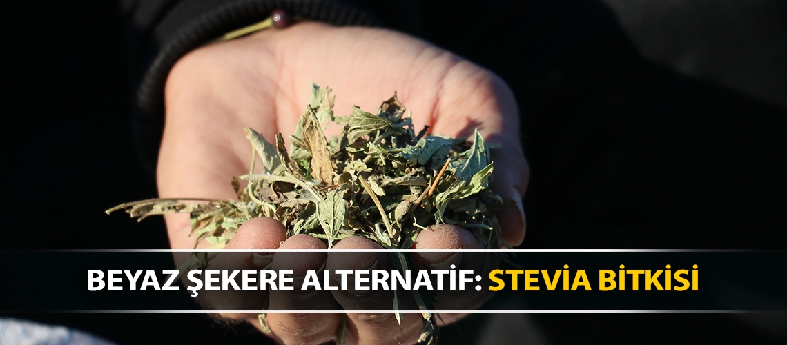 Beyaz şekere alternatif: stevia bitkisi