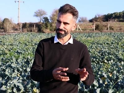 Beyaz şekere alternatif: stevia bitkisi