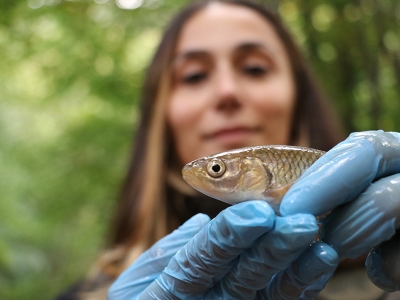 Tatlı su kefalinin nesli kritik seviyeye düştü