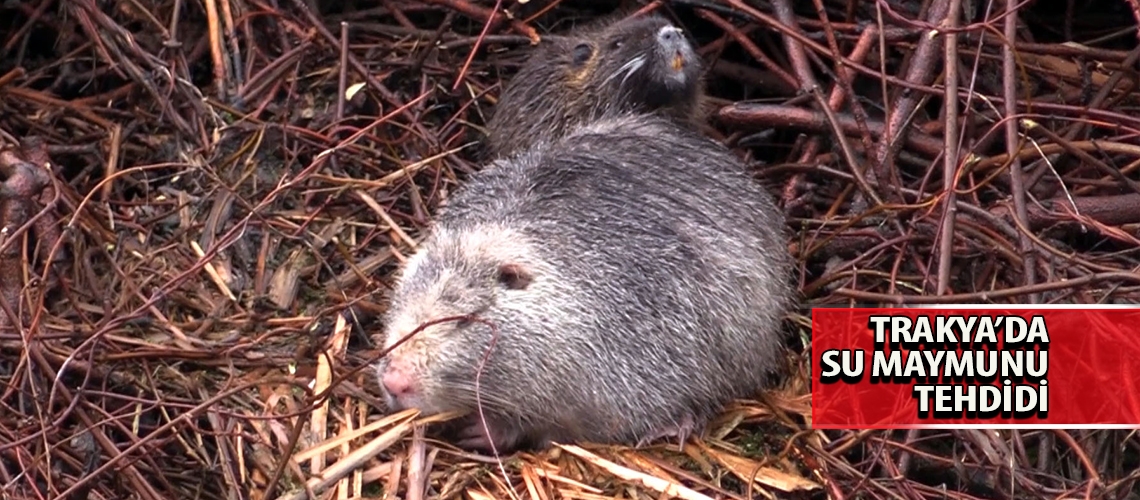 Trakya’da su maymunu tehdidi