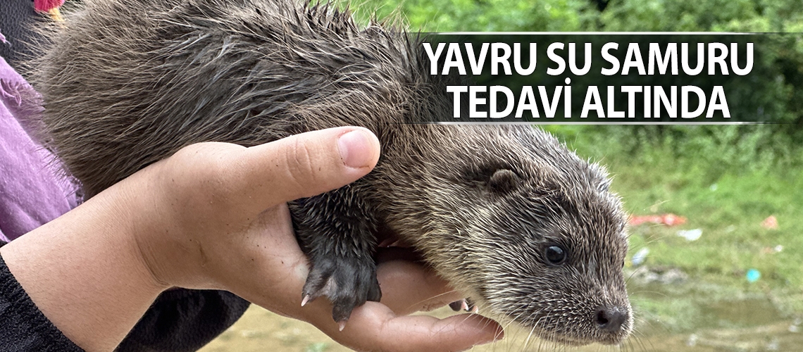 Yavru su samuru tedavi altında