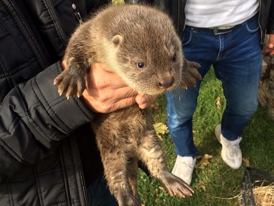 Muş’ta su samuru doğaya bırakıldı