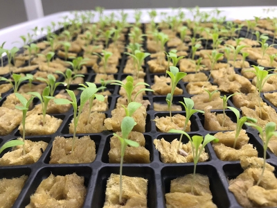 Yerin 30 metre altında dikey tarım