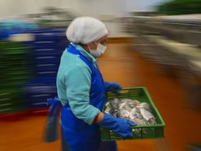 Su ürünleri ihracatının üçte ikisi Ege’den