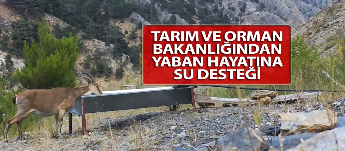Tarım ve Orman Bakanlığından yaban hayatına su desteği