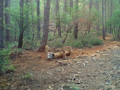 Tarım ve Orman Bakanlığından yaban hayatına su desteği
