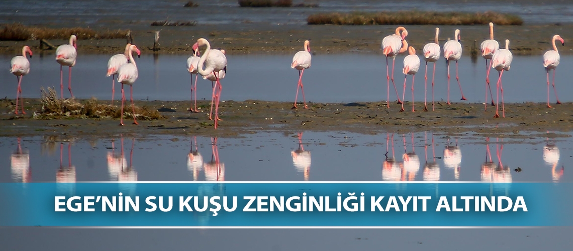 Ege’nin su kuşu zenginliği kayıt altında