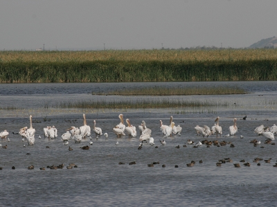 “6 bin 418 sulak alan kayıt altına alındı”