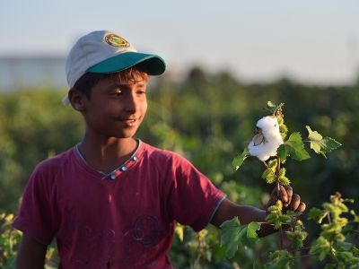 GAP ile Şanlıurfa’da pamuk tarımına ilgi arttı