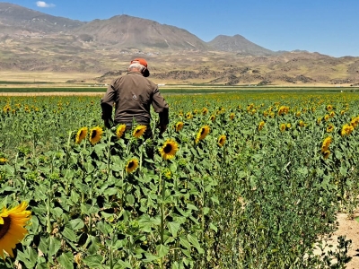 Adilcevaz’da üreticiler sulu tarımla kazanıyor