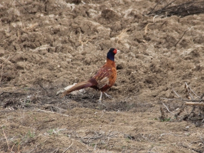 Adıyaman’ın sülünleri doğaya salındı