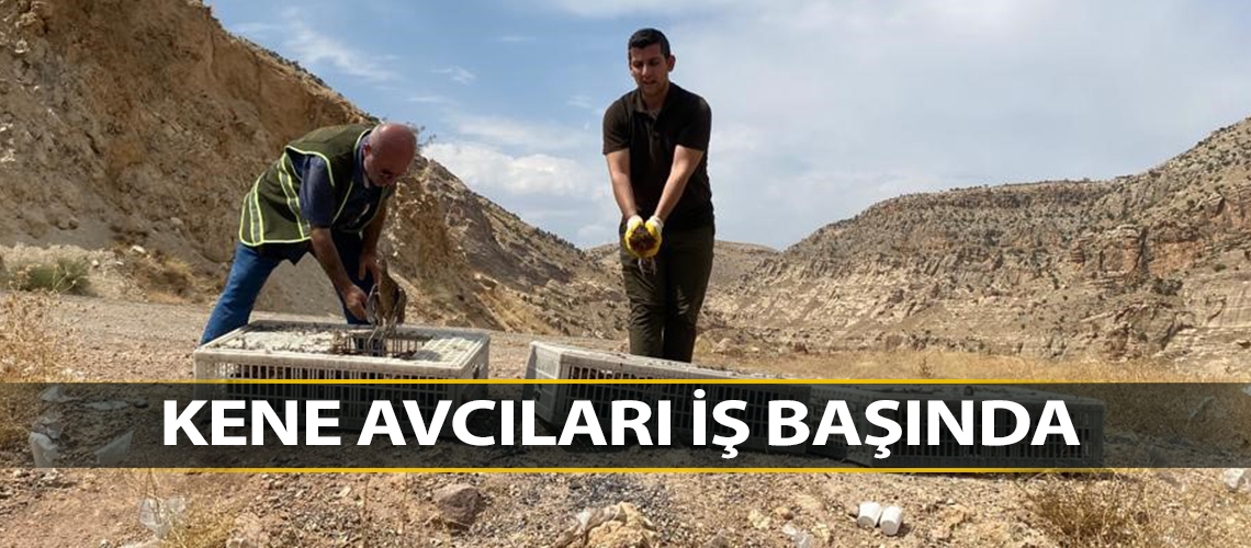 Kene avcıları iş başında