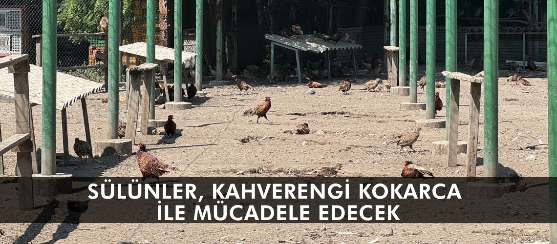 Sülünler, kahverengi kokarca ile mücadele edecek