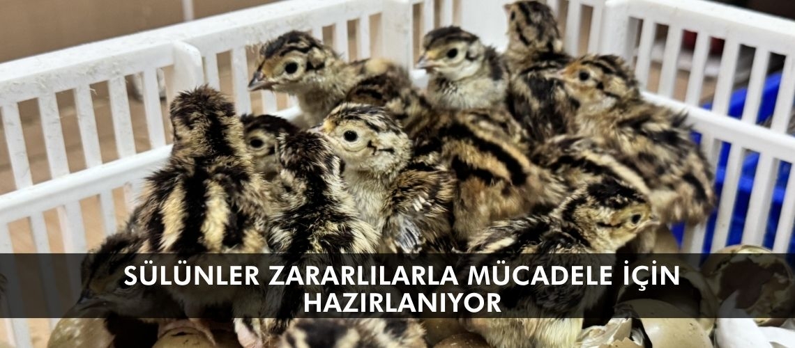 Sülünler zararlılarla mücadele için hazırlanıyor