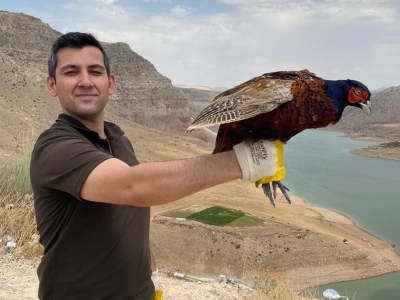 Kene avcıları iş başında