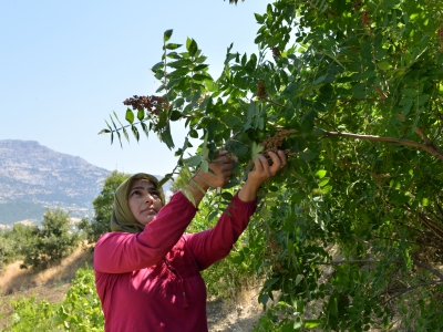 Mutfakların vazgeçilmezi sumak ekşisi