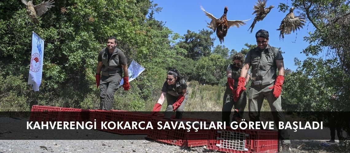 Kahverengi kokarca savaşçıları göreve başladı