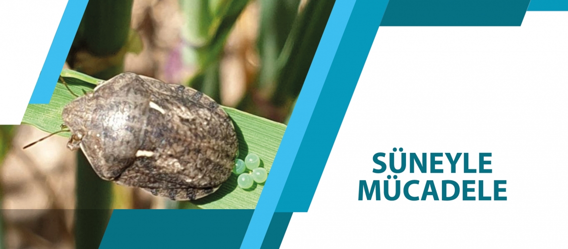 SÜNEYLE MÜCADELE