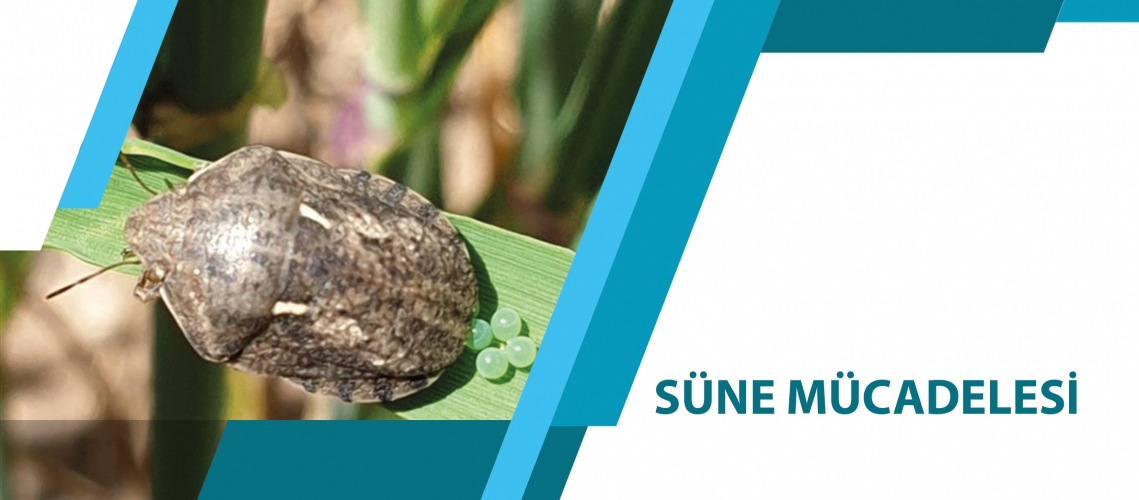 SÜNE MÜCADELESİ
