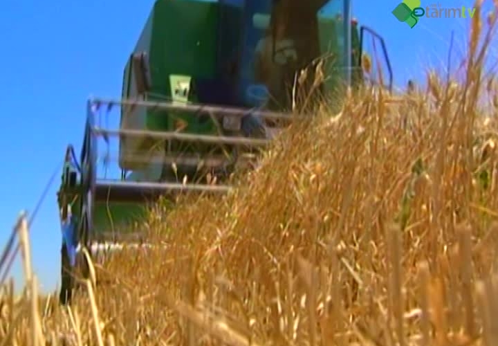 Süne Mücadelesinde Ağaçlandırmanın Önemi