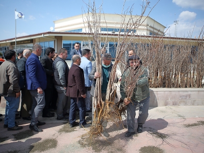 Süne savaşçısı fidanlar çiftçilere dağıtıldı