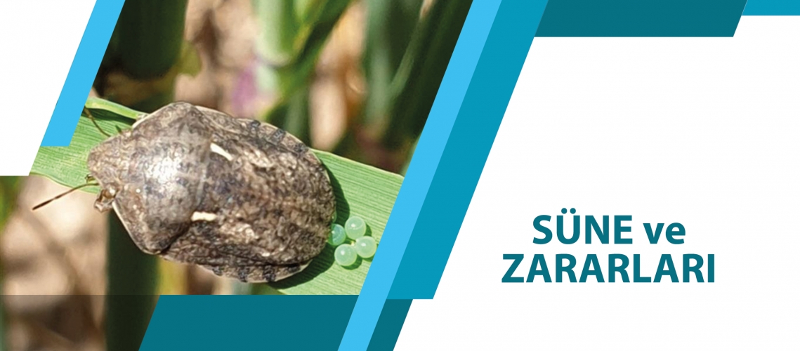 SÜNE VE ZARARLARI