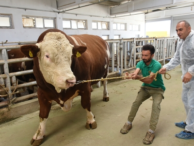Suni tohumlamada 5 milyonuncu doz sevinci