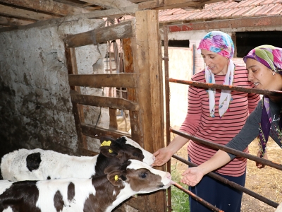 Süper eltilerin üreten çiftliği