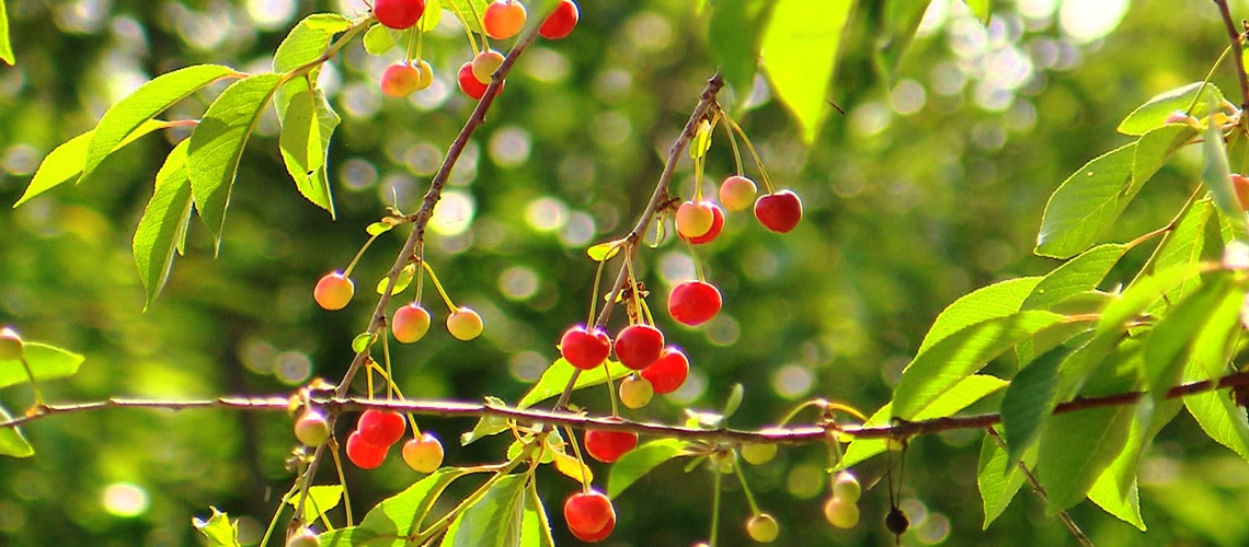 Sürdürülebilir Tarım