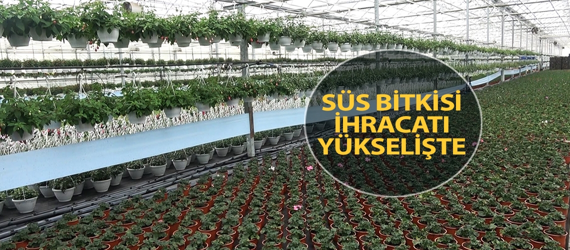 Süs bitkisi ihracatı yükselişte