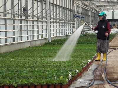 Süs bitkisi ihracatı yükselişte