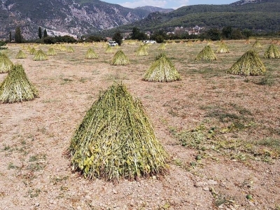 Gökova susamı aromasını 